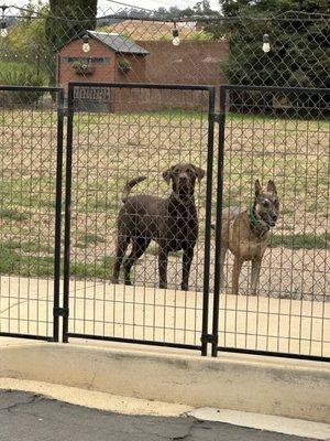 Picking up our chocolate lab after a month of boarding