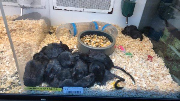 All the gerbils shoved into 1 enclosure.