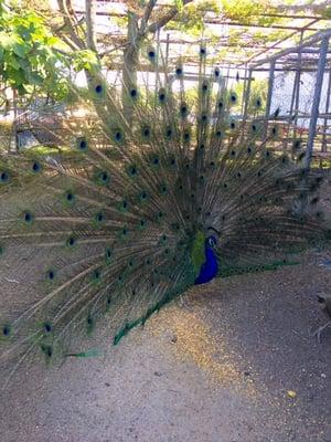 Rescued Peacock