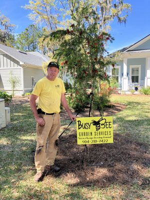 This is the 10ft Weeping Bottle Brush that i installed in Fernandina Beach Florida