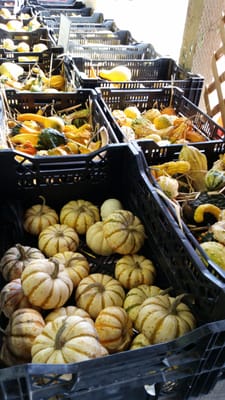 Some of the gourds at entrance to the store.