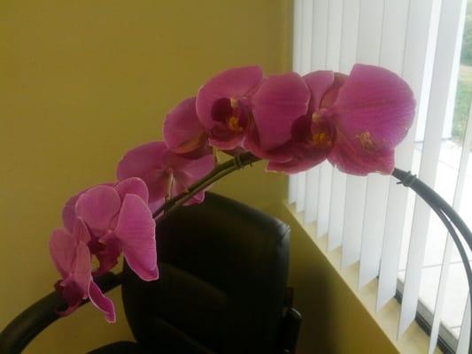 Nice flowers in the office