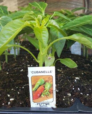 Cubanelle Sweet Pepper