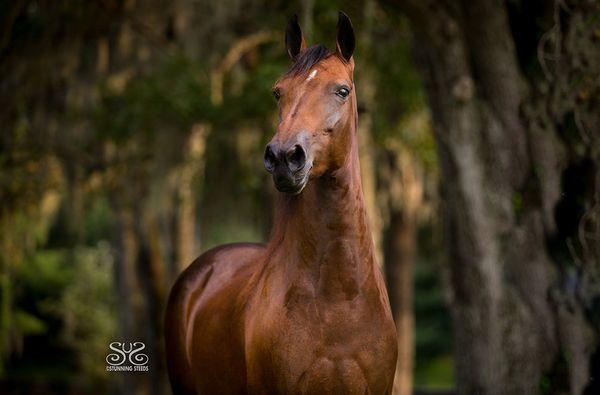 Besilu Collection - Paso Fino Horse Breeder