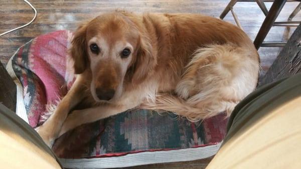 Come in and say Hello to River, the shop dog.