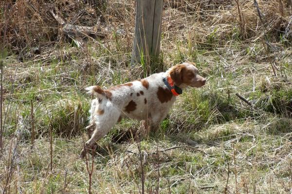 Ultimate Bird Dog