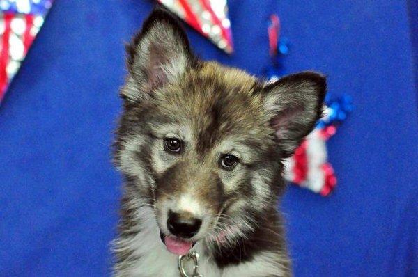 Our seizure alert dog at the graduation of her first class.