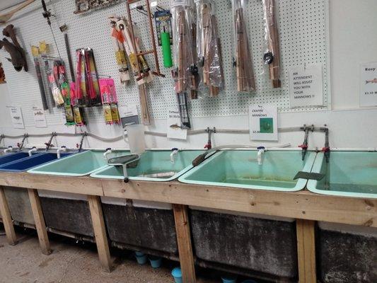 Minnows,worms,waxies, and more live bait