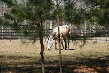 Horses enjoy large safe paddocks.