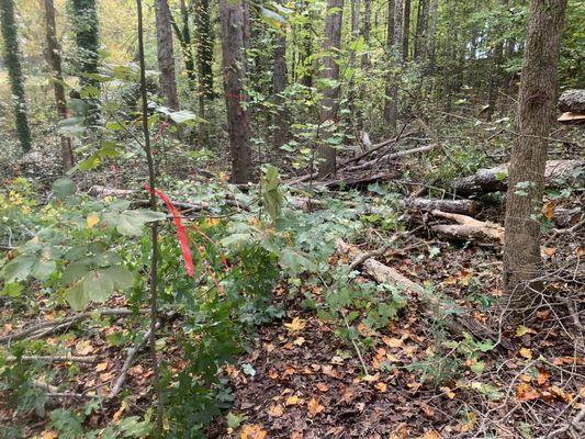 Land clearing for client for new gazebo and play zone for grand children.