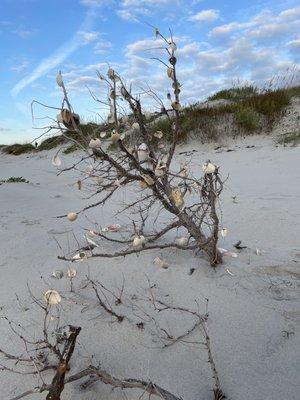 Wishing tree (shells with holes in them adorn the tree)