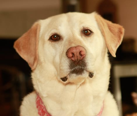 Portrait of our Labrador Latte