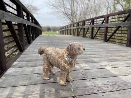 Bridges over the creek