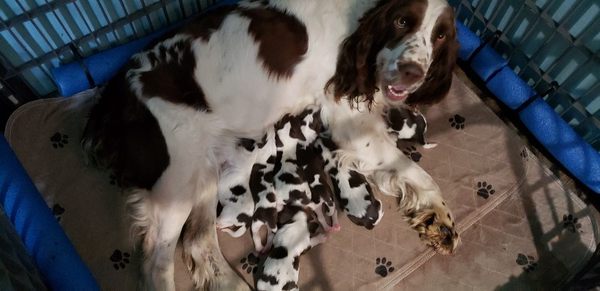 English Springer Spaniel puppies!!! DOB 2/27/20