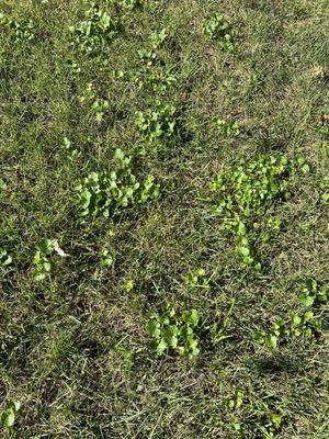 Untreated weeds the entire spring and summer.