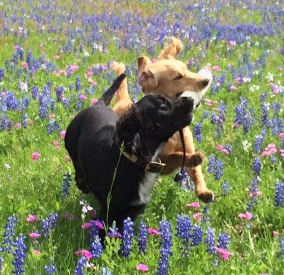 English Cocker Spaniel - Happy Happy Happy - www.lonestarpremiergundogs.com