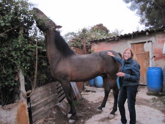 Dr. Gloria Kaye, Energy Healing Specialist, healing a horse in Barcelona, Spain.