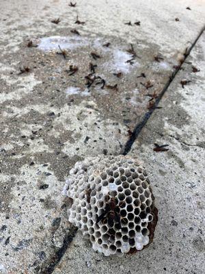 Large Wasp Nest