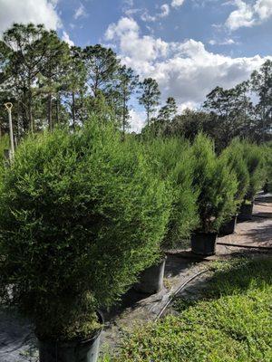 Treemendous Tree and Nursery