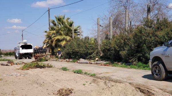 Palm Trees Removals.