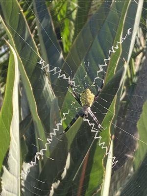 Hawaiian garden spider (orbweaver) with a fancy baseball stitch web reinforcement. One of God's beautiful creatures.