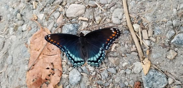 saw this beautiful butterfly on my way back to the car