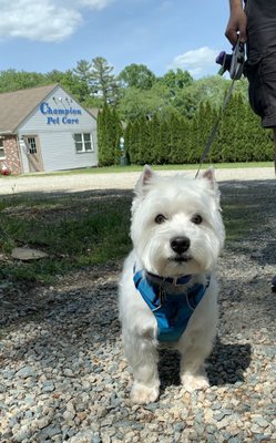 Westie grooming