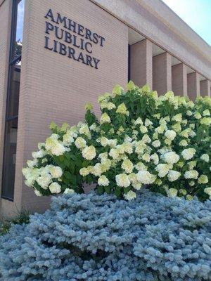 Newly renovated Amherst Public Library!