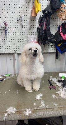 This puppy got his first trim and did so so good!