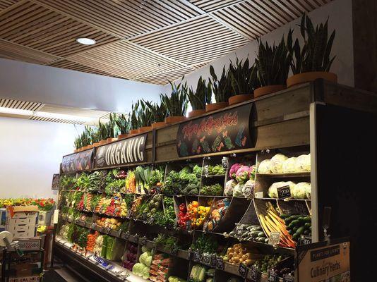 Snake Plants on top of refrigeration in Corte Madera CA