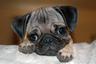 Photo of Cutepug C.