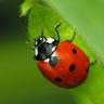 Photo of Ladybug 1.