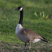 Photo of Local Goose B.