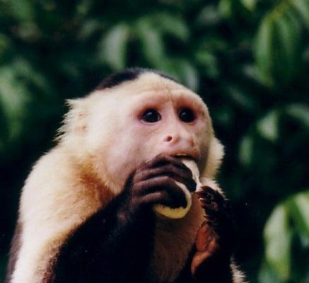 photo of monkey c.