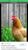 Photo of Chicken S.