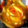 Photo of Yellow Rose S.