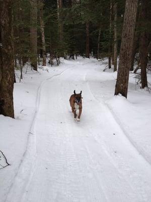 2/16/13 my dog loving it.  please be responsible and keep your dog close, pick up after them and always give way on the trails