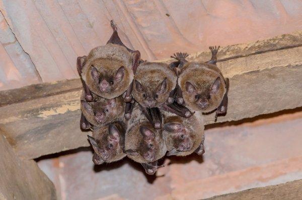 Bats in the attic