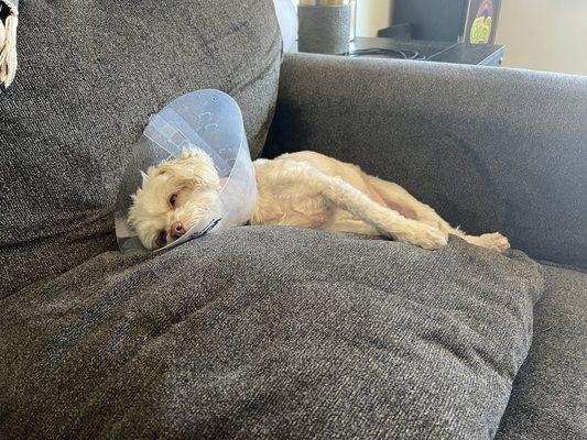 Dog in a cone so he won't scratch