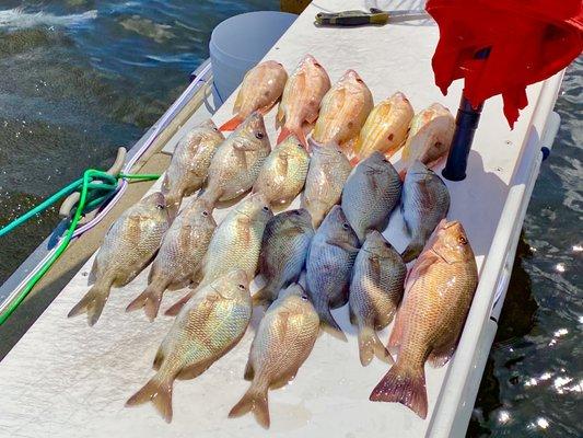 Our inshore catch was mostly grunts, lane snappers and a mangrove snapper.