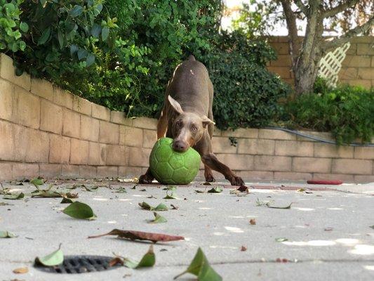 Green Doggie Home Boarding