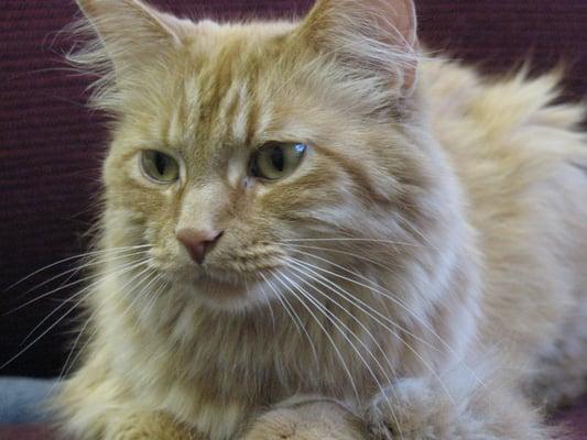 General is one of two feline residents at NVS.