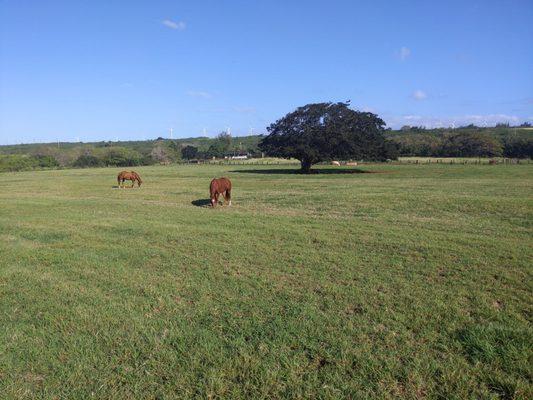 Kawailoa Ranch Company