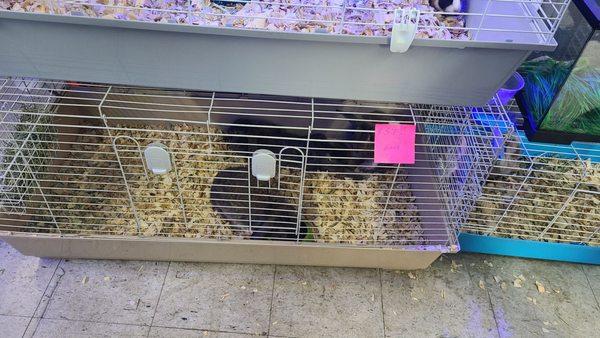 3 rabbits kept in too small of a cage. No hideaways. Nothing for them to chew on, no toys. Guinea pig cage stacked on top.