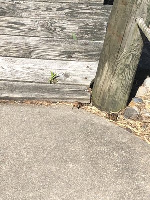 Bees nest under steps. Giant bees. Zoom up to see one in bottom R corner of pic. You have to cross these steps to get to next hole.