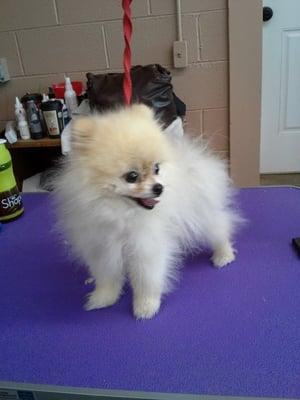 This is Body and he is the cutest little Pomeranian puppy.  Well he is this cute after being groomed by Danna at Celebrity Pets.