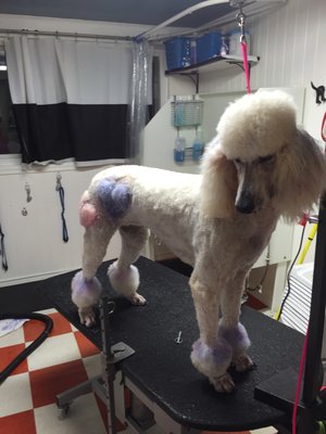 A  standard poodle in a creative design clip