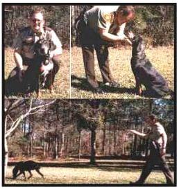 Don and Ladyhawke - First Catahoula commissioned by law enforcement in the fields of Search and Rescue.