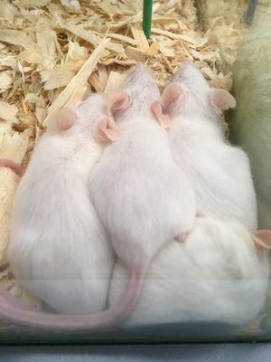 Mice $1.99 each. No thx