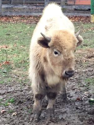 Come visit the famous white buffalo known as "Outlaw". You can even pre-order his next white calf.